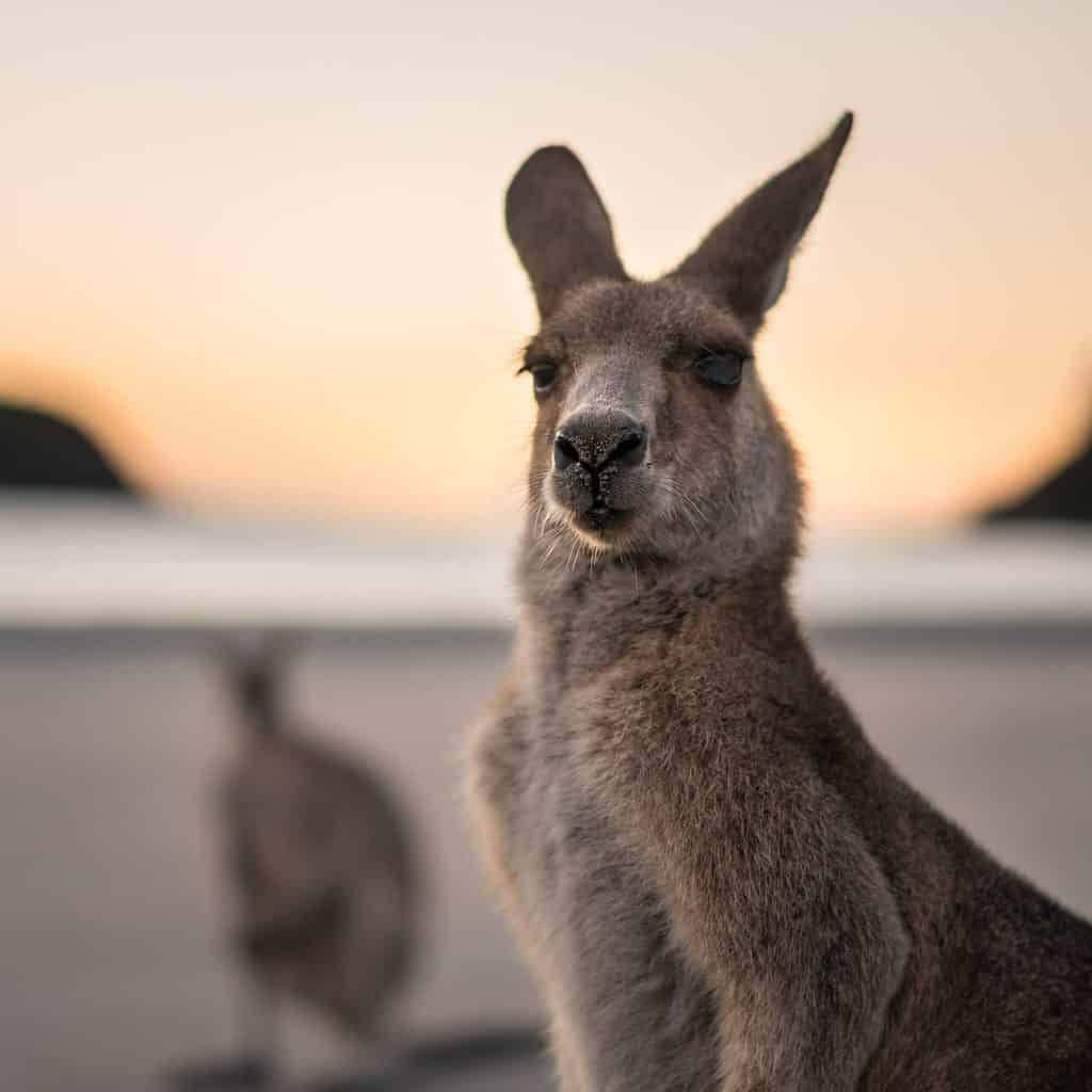 kangaroo close up