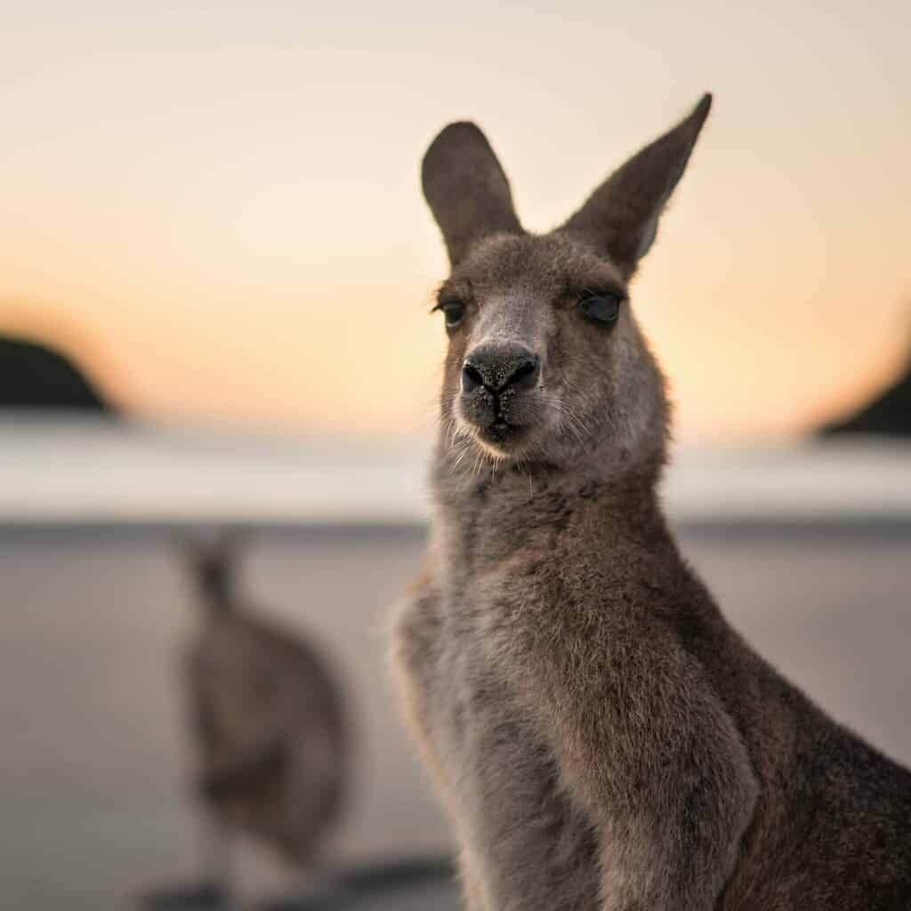 Kangaroo