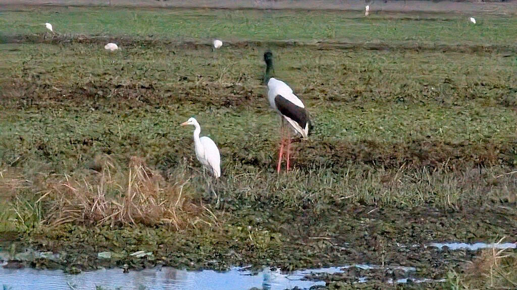 Yellow Water dawn cruise wildlife and reflections Kakadu