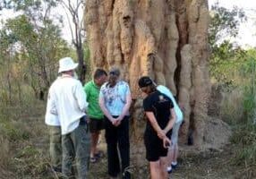 Termite mound Mt Bundy Station