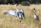 spotting dancing brolgas from our campervan rental