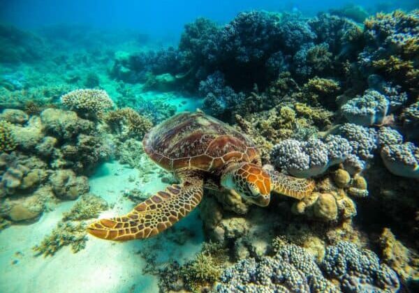 Turtle Great Barrier Reef Off Cape Tribulation QLD