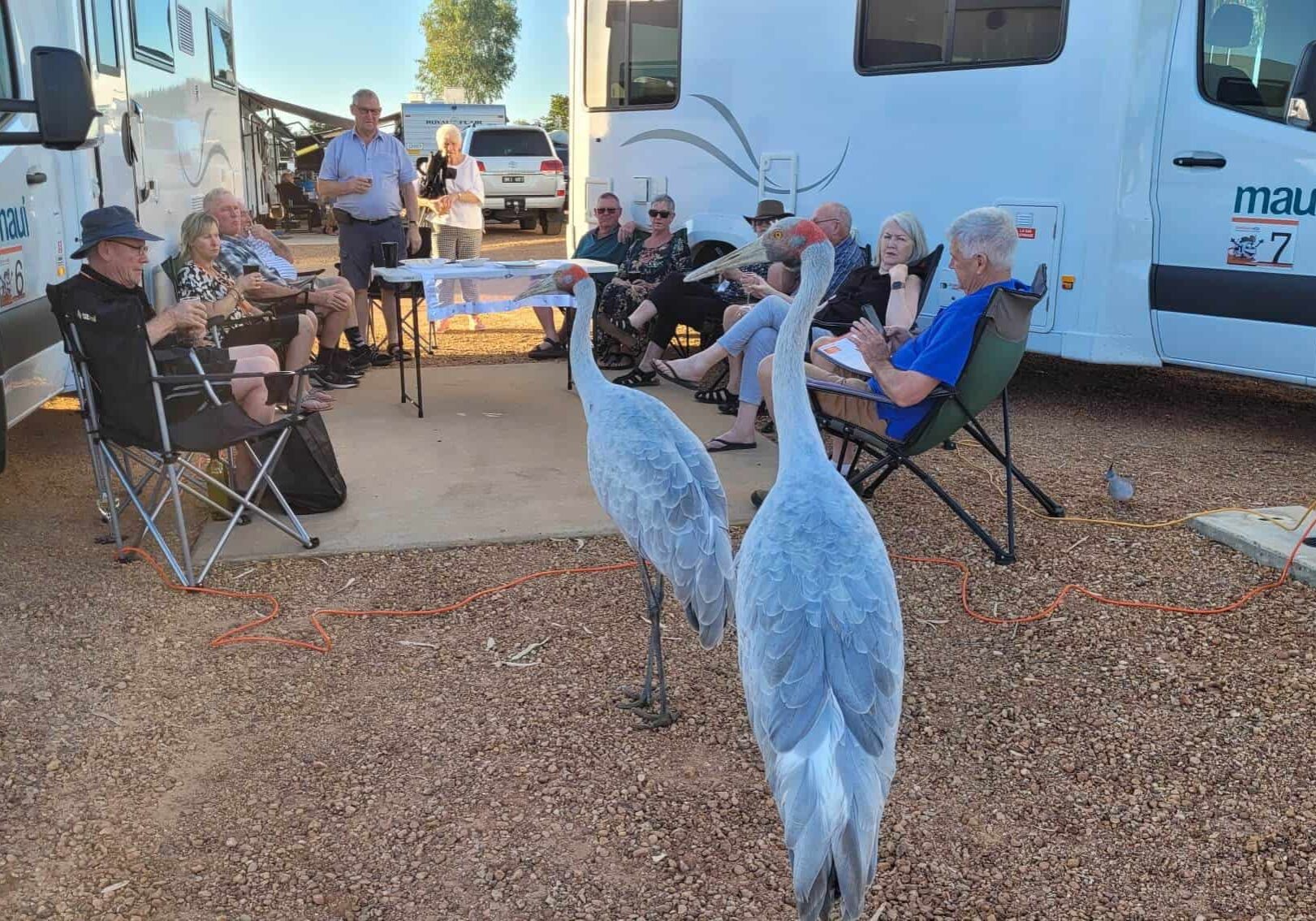Meet Australia's unique wildlife in a campervan holiday, Australia